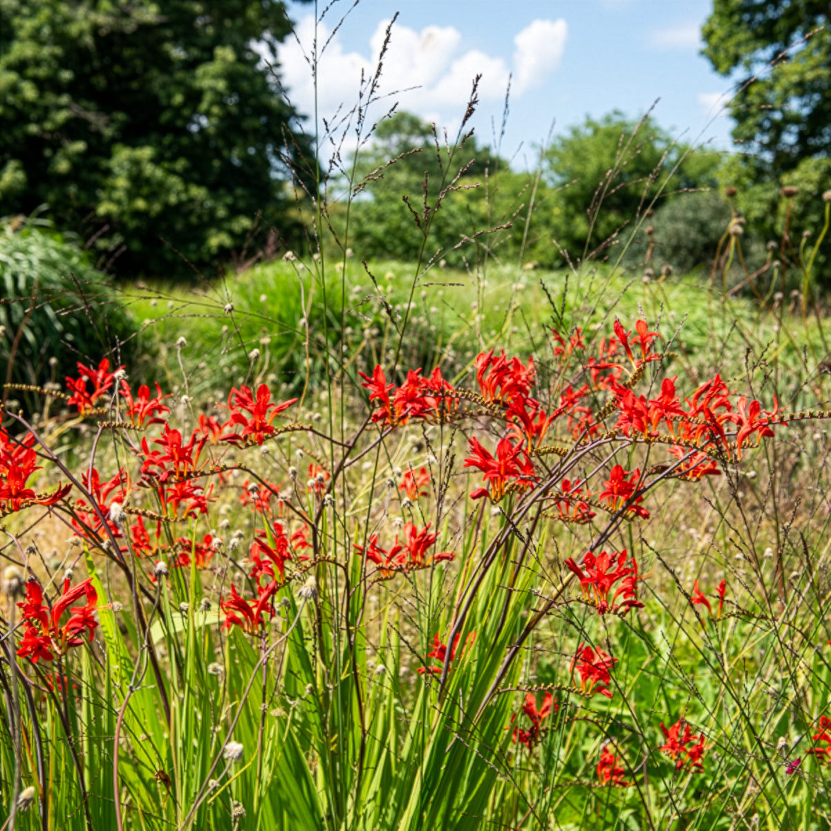 Vente 15 Crocosmias rouges - Crocosmia