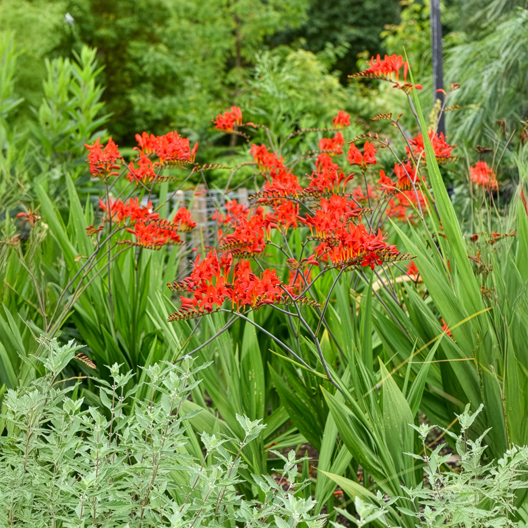 Vente 15 Crocosmias rouges