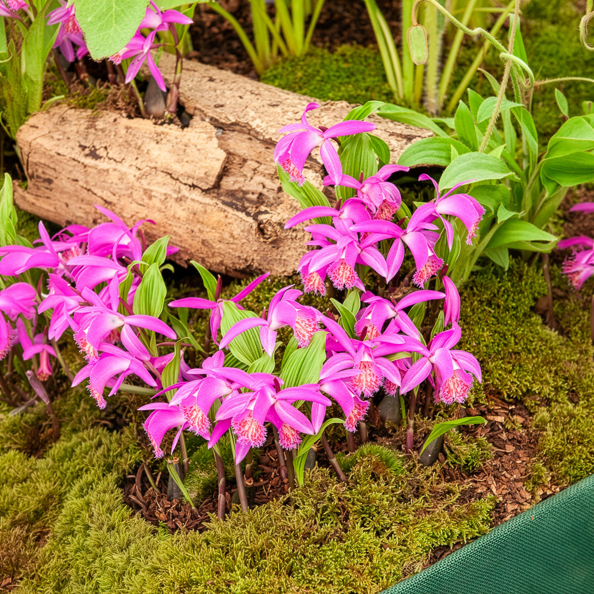Orchidée de jardin rose - Pleione tongariro - Willemse