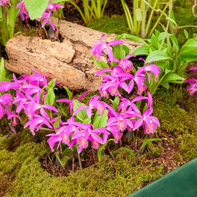 Orchidée de jardin rose - Pleione tongariro - Willemse
