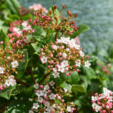 Viorne tin Gwenllian - Willemse