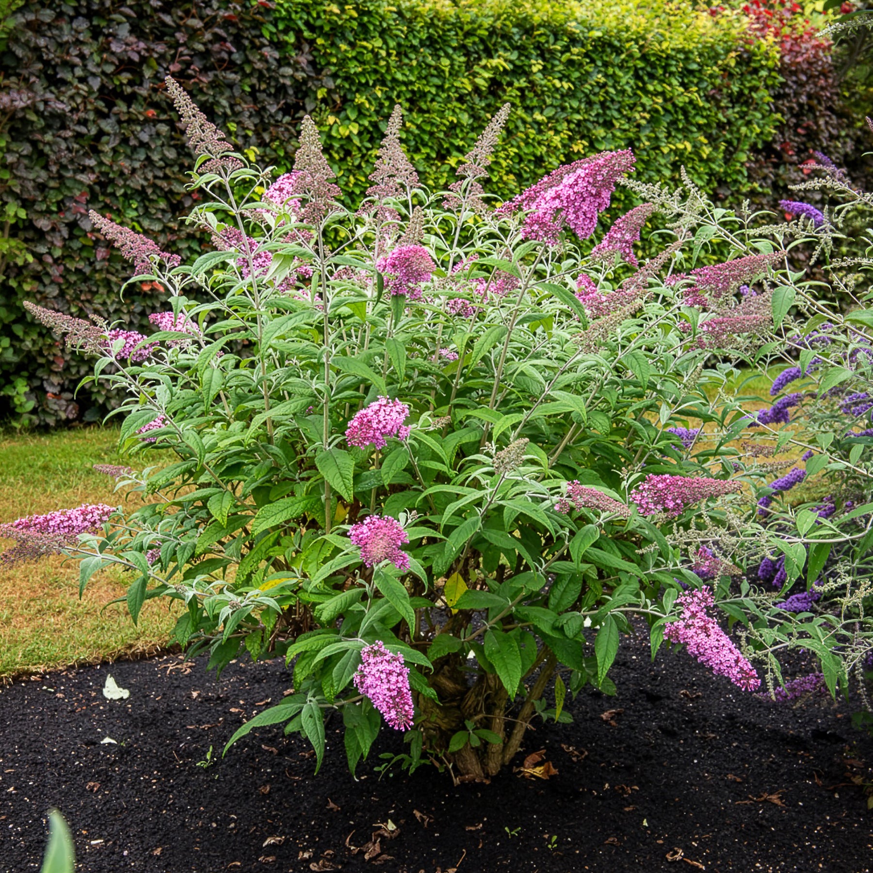 Buddleja davidii pink delight - Arbre à papillons Pink Delight - Arbres aux papillons