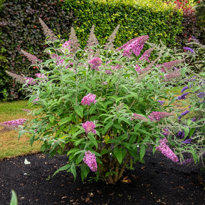 Buddleja davidii pink delight - Arbre à papillons Pink Delight - Arbres aux papillons