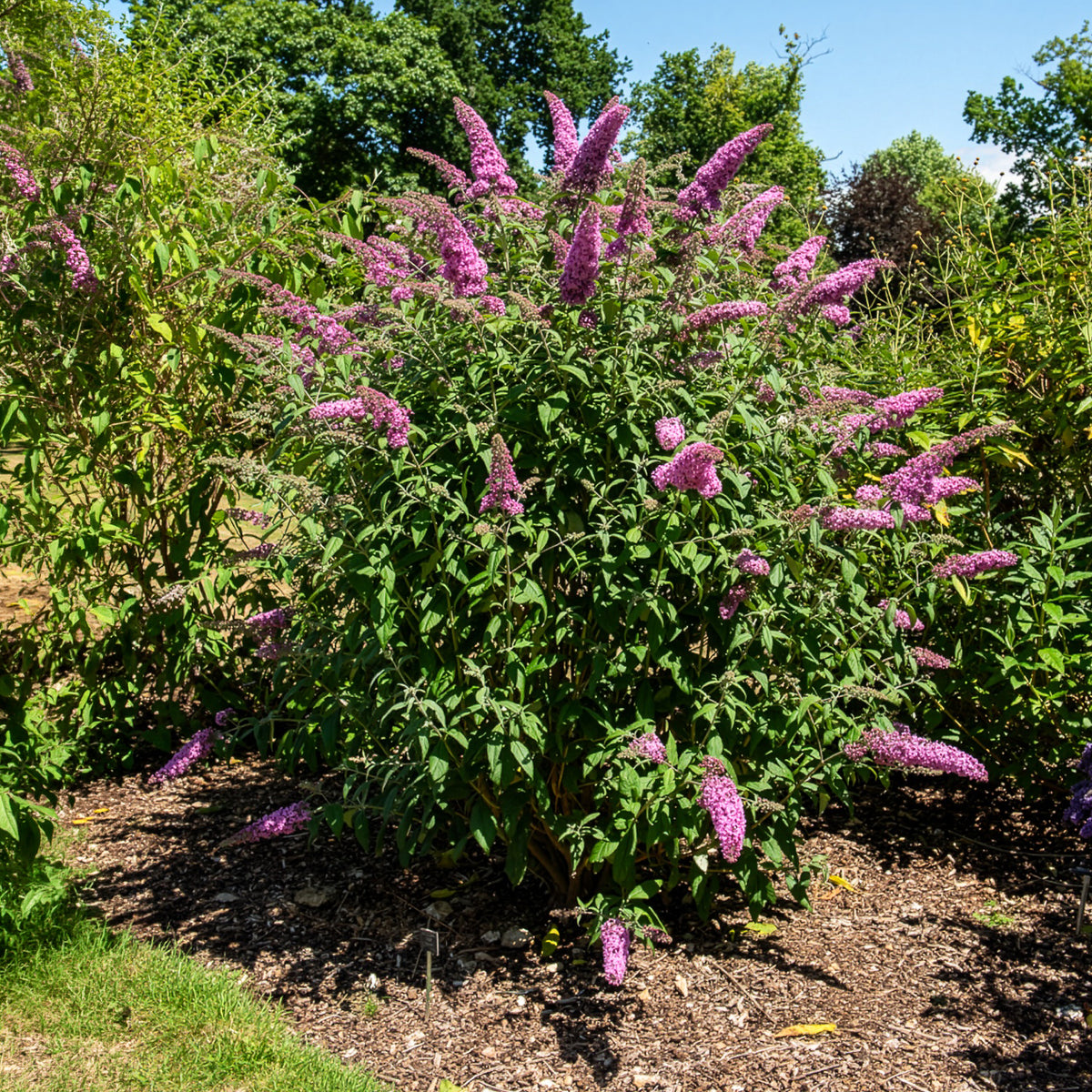 Arbre à papillons Pink Delight - Willemse