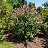 Arbre à papillons Pink Delight - Willemse