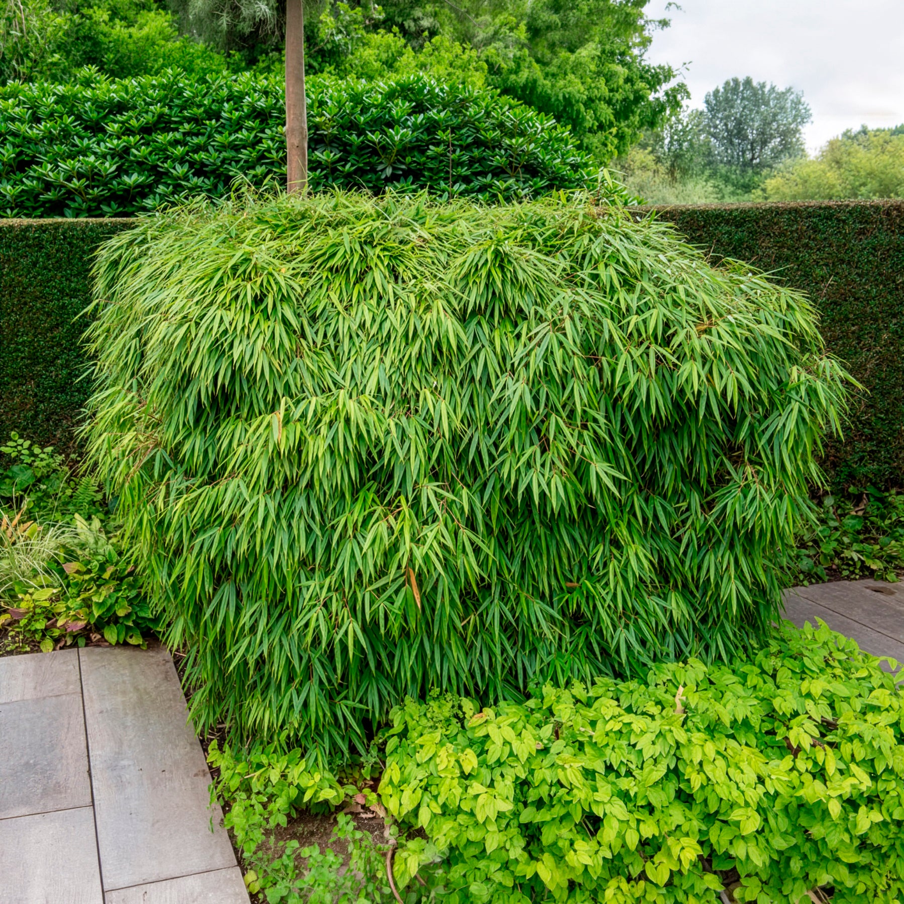 Bambous - Bambou Fargesia rufa non-traçant - Fargesia rufa