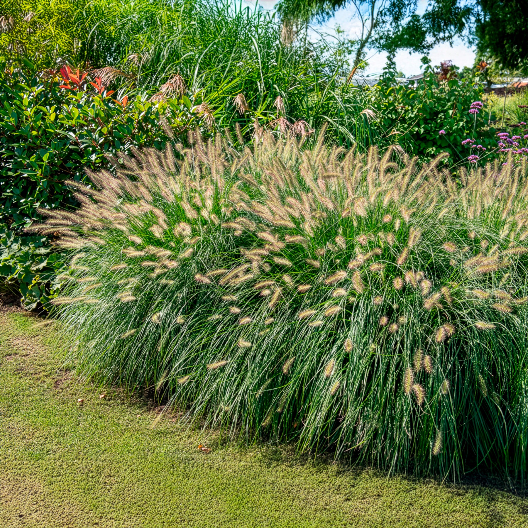 Vente Herbe aux écouvillons Hameln - Pennisetum
