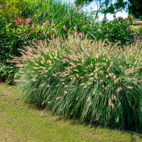 Vente Herbe aux écouvillons Hameln - Pennisetum