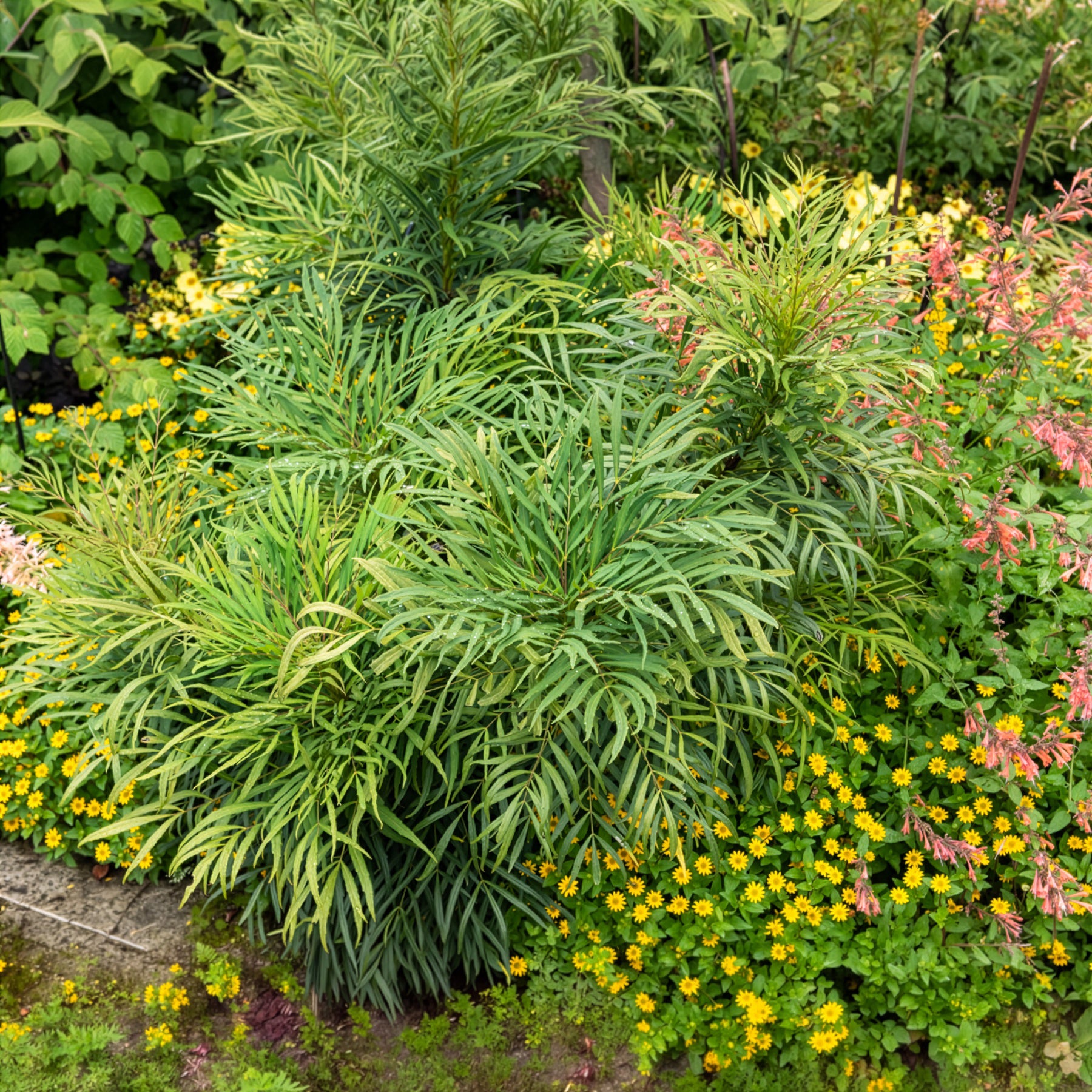 Vente Mahonia Soft Caress - Mahonia eurybracteata Soft Caress