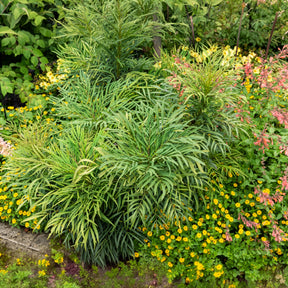 Vente Mahonia Soft Caress - Mahonia eurybracteata Soft Caress