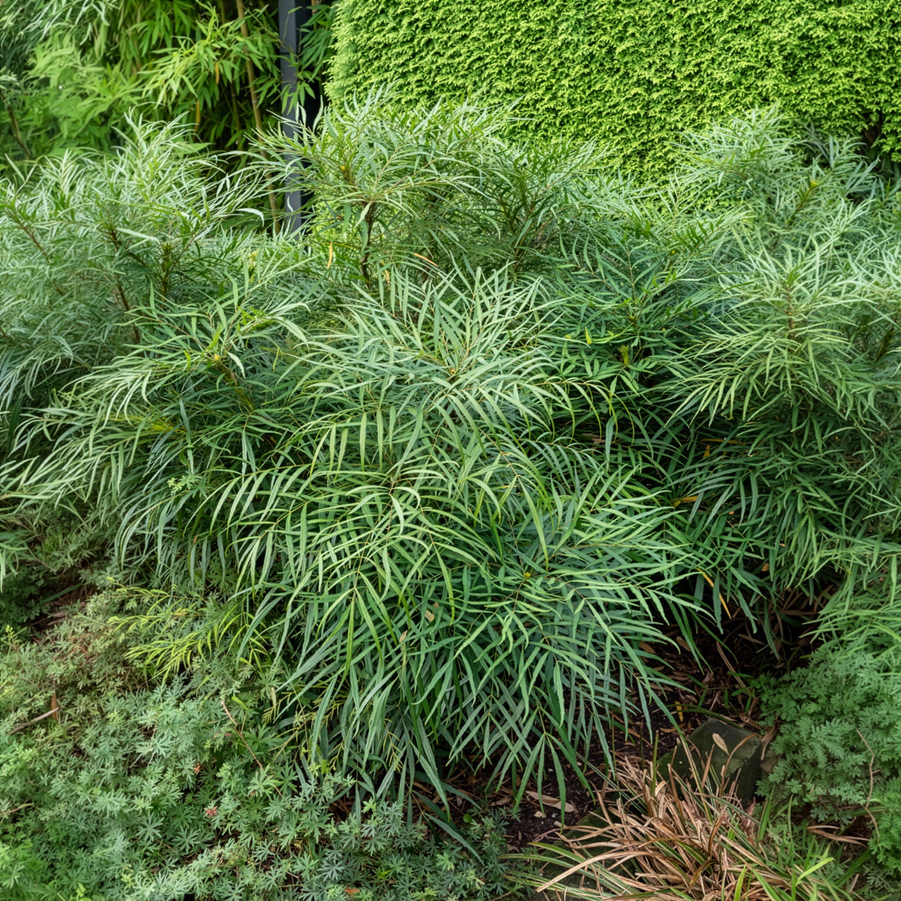 Vente Mahonia Soft Caress