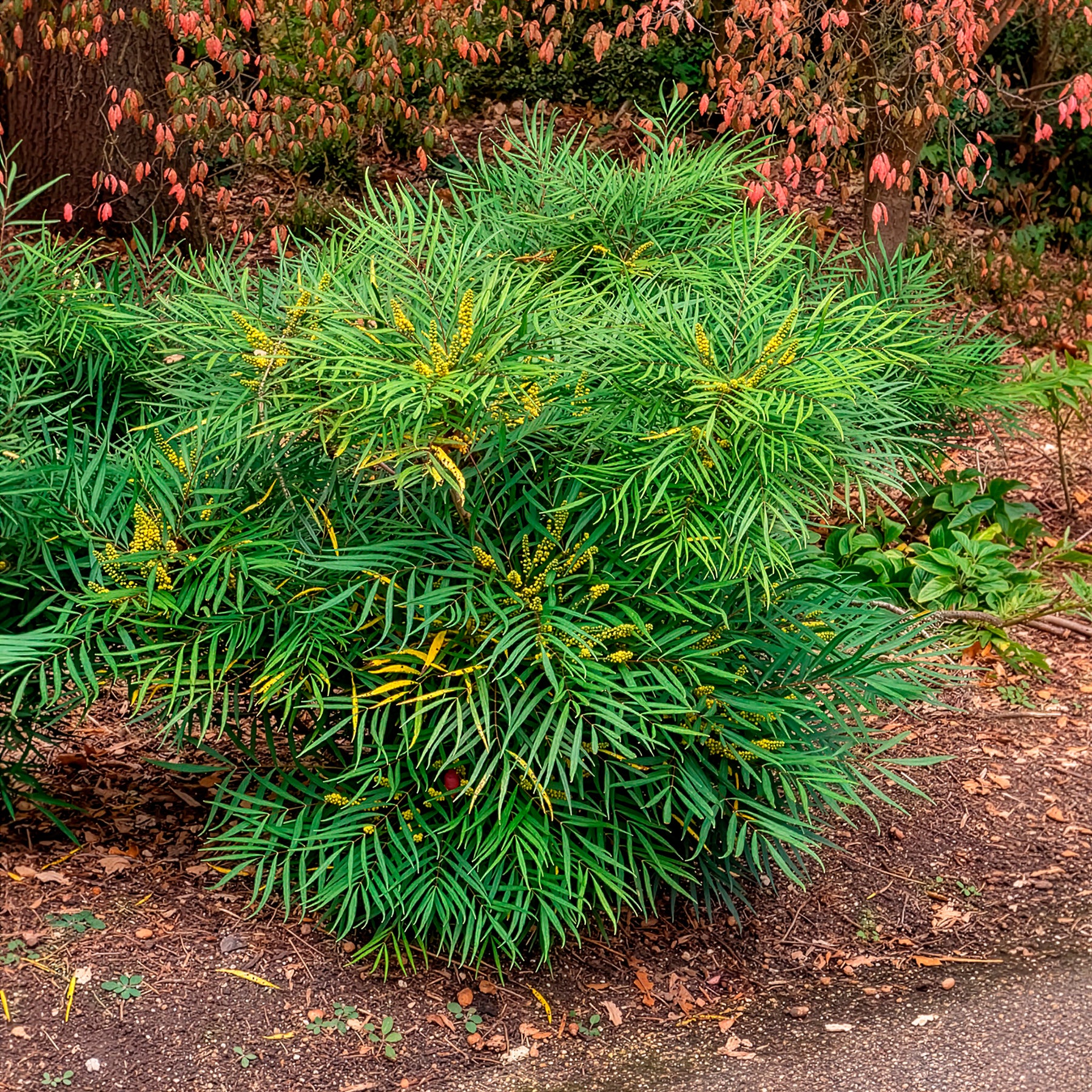 Mahonia Soft Caress - Mahonia eurybracteata Soft Caress - Willemse