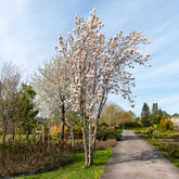 Cerisier à fleurs Amanogawa - Willemse