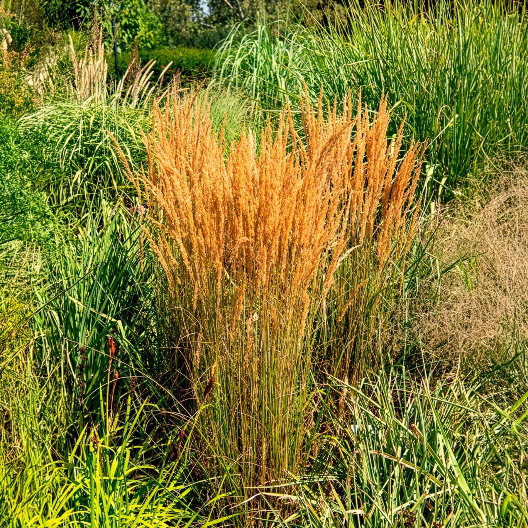 Vente Calamagrostide panachée Overdam - Calamagrostis acutiflora overdam