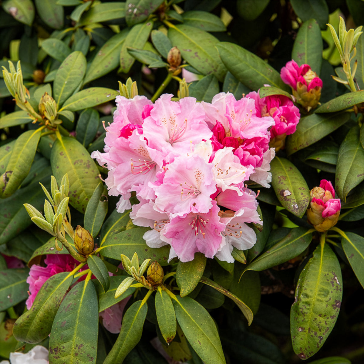 Rhododendron compact Doc - Rhododendron yakushimanum Doc - Willemse