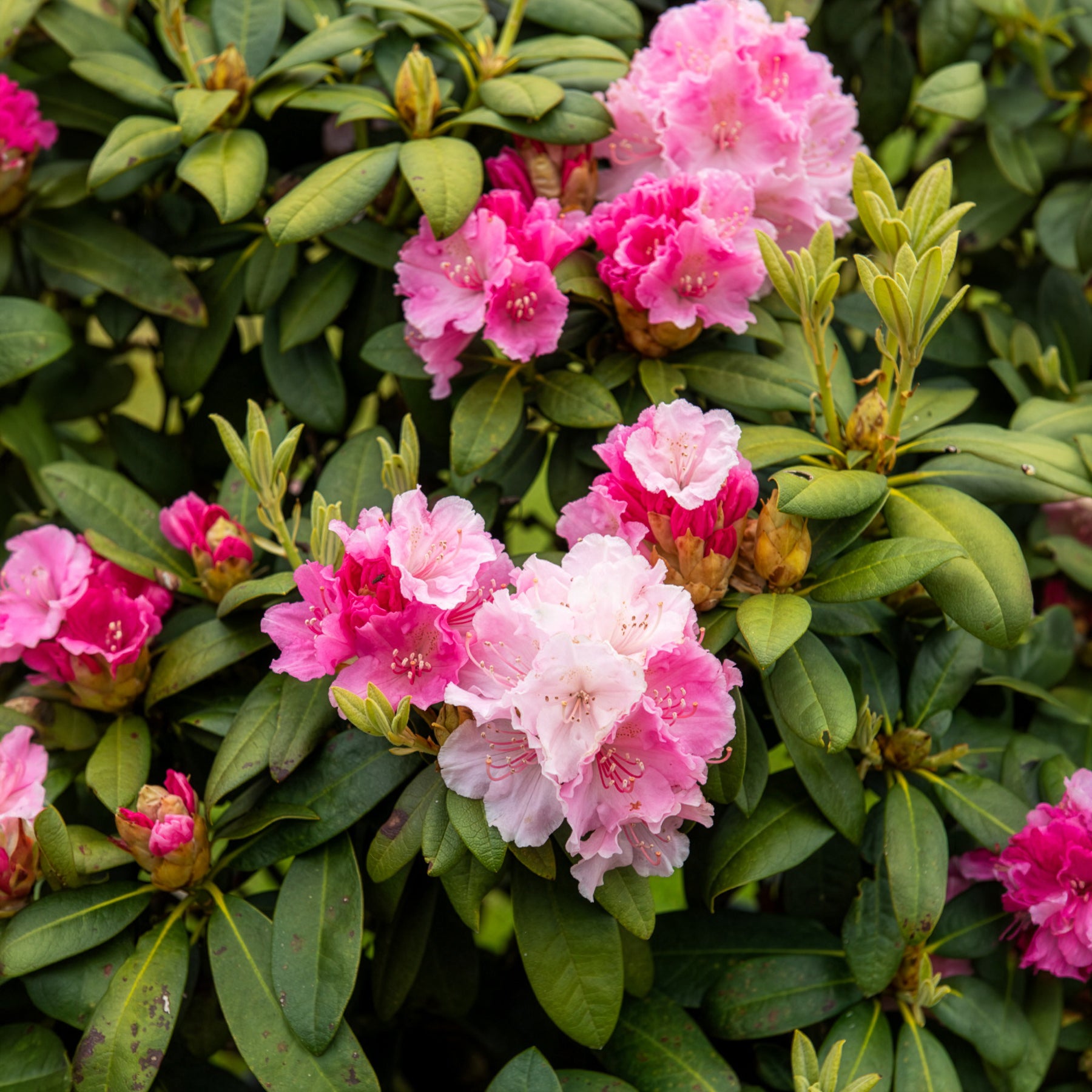 Rhododendron yakushimanum Doc - Rhododendron compact Doc - Rhododendrons