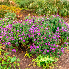 Aster de Nouvelle-Angleterre Purple Dome