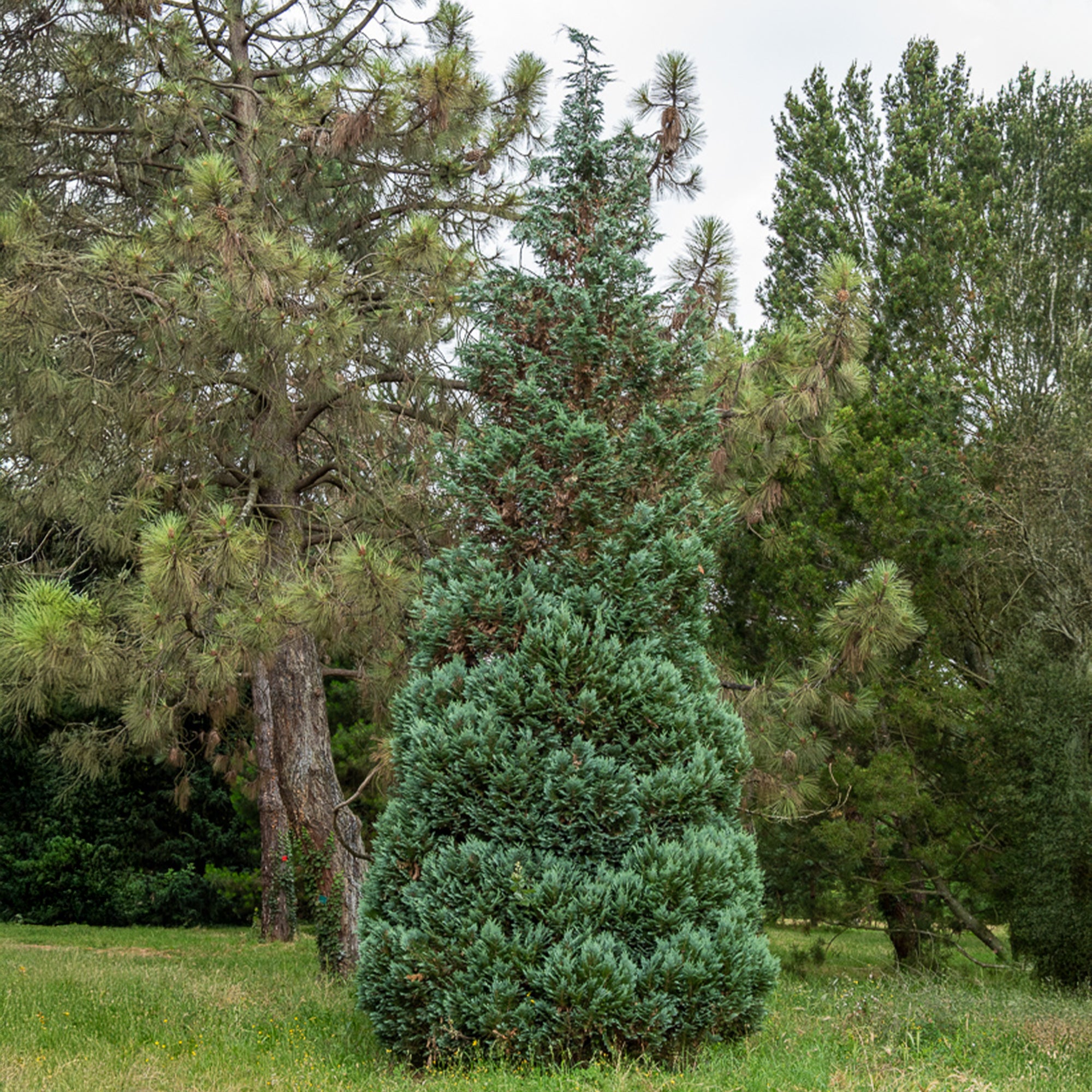 Chamaecyparis lawsonia Columnaris - Faux Cyprès de Lawson - Conifères