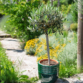 Olivier sur tige - Willemse