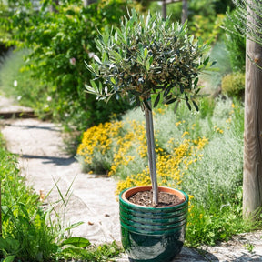 Olivier sur tige - Willemse