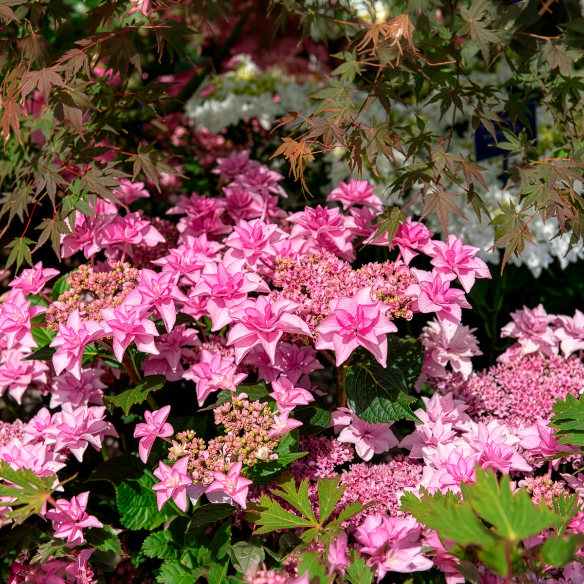 Hortensia Doppio Rosa