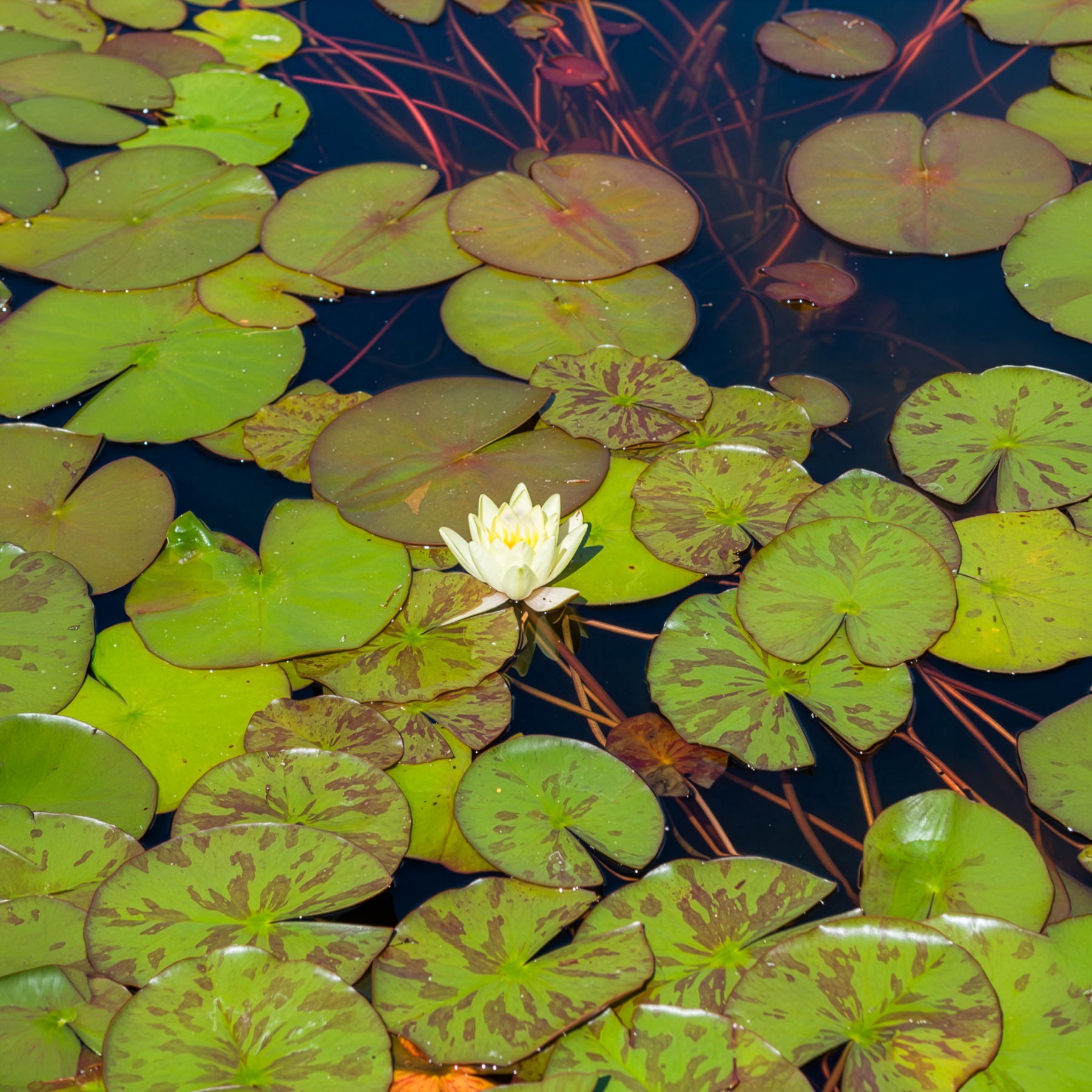 Nénuphar Marliacea Chromatella - Nymphaea marliacea Chromatella - Willemse