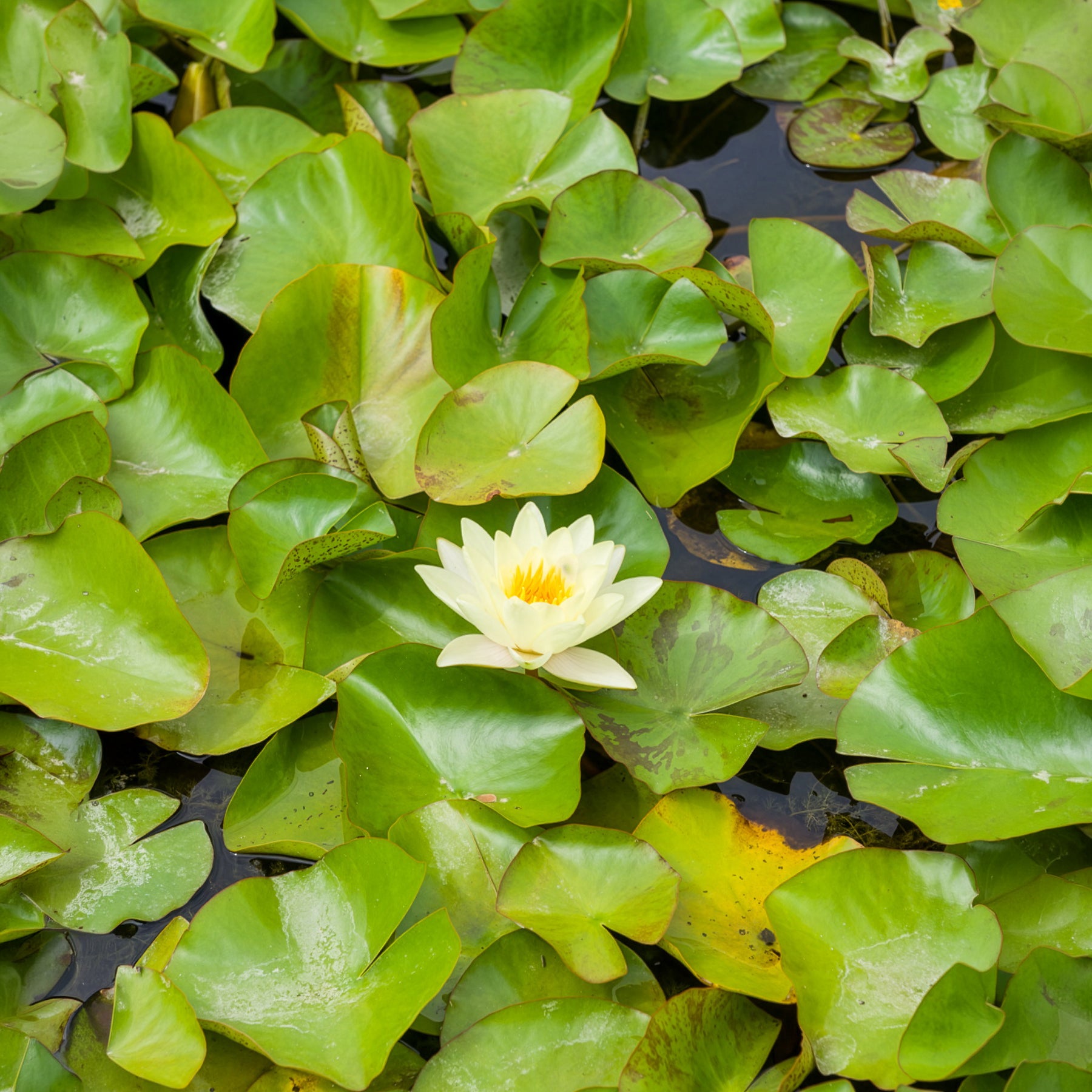 Vente Nénuphar Marliacea Chromatella - Nymphaea marliacea Chromatella