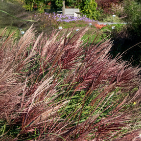 Eulaliee Red Chief - Miscanthus sinensis Red Chief - Willemse