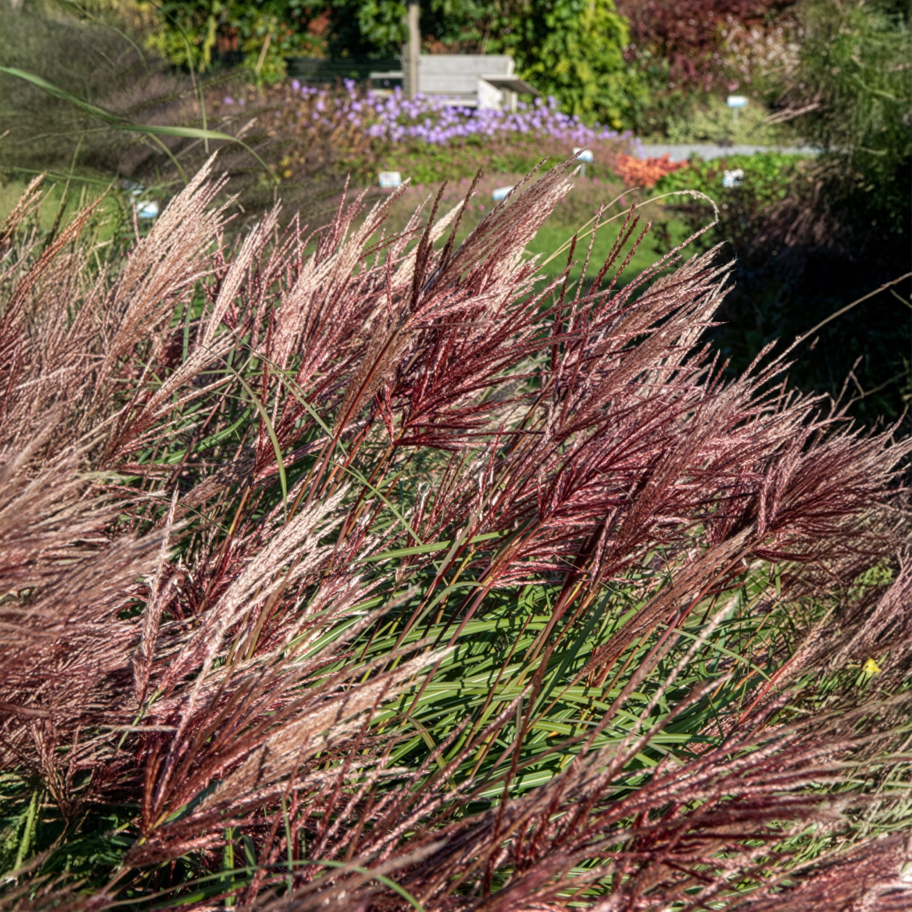 Vente Eulaliee Red Chief - Miscanthus sinensis Red Chief