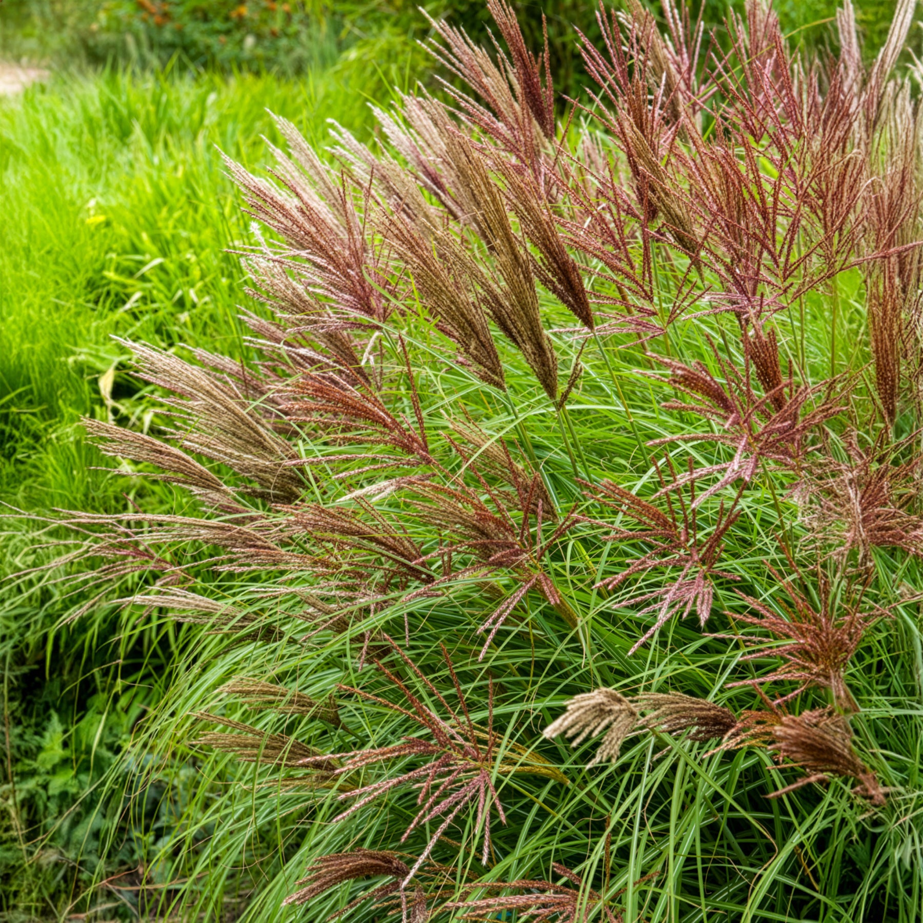 Miscanthus sinensis Red Chief - Eulaliee Red Chief - Eulalie - Roseau de Chine