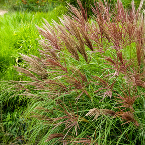 Miscanthus sinensis Red Chief - Eulaliee Red Chief - Eulalie - Roseau de Chine