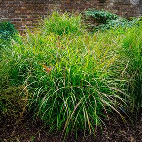 Eulalie Ferner Osten Roseau de Chine - Miscanthus sinensis ferner osten - Willemse