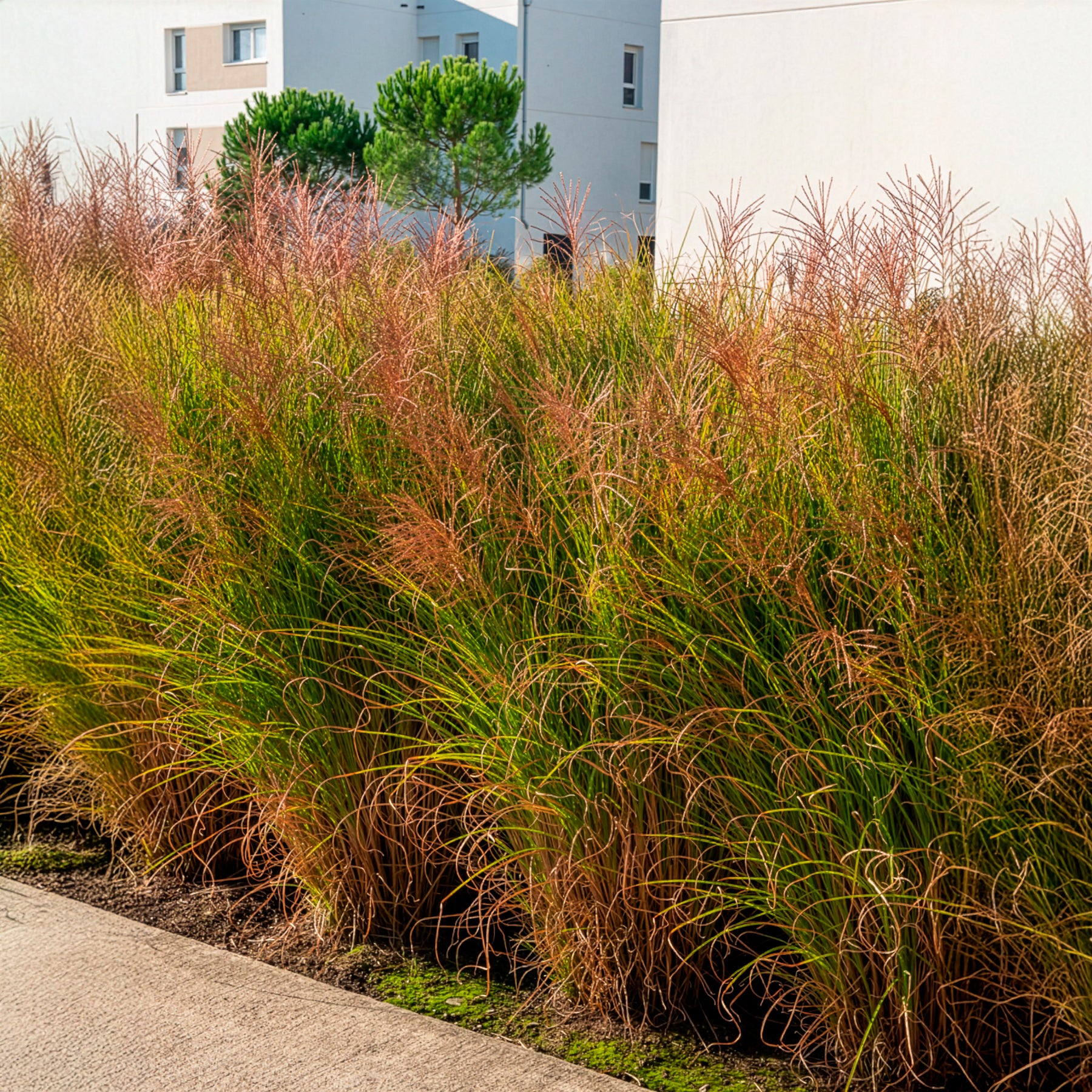 Vente Eulalie Gracillimus - Eulalie - Roseau de Chine