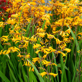 20 Crocosmia Sunglow - Willemse