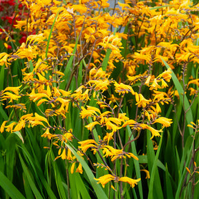 20 Crocosmia Sunglow - Willemse