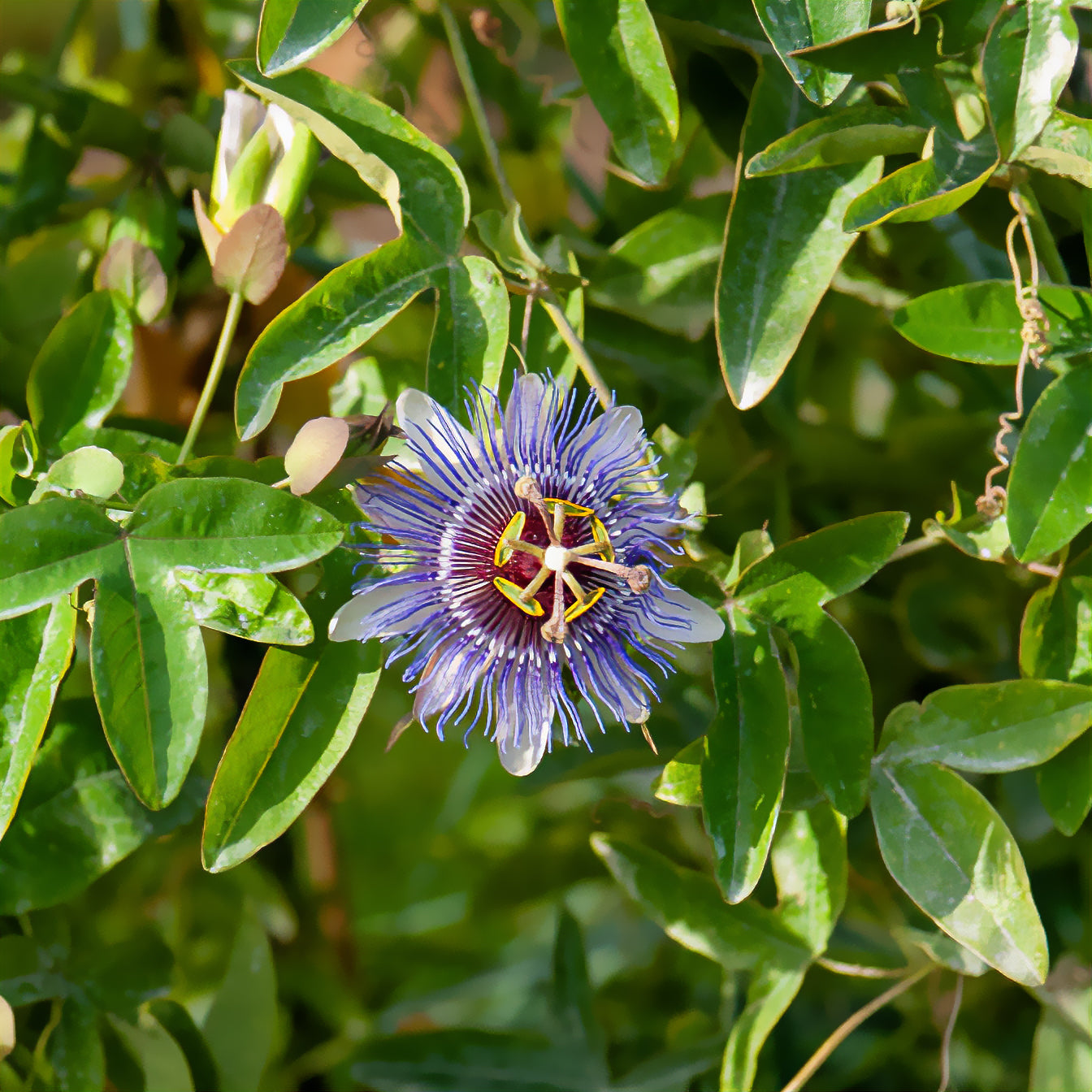 Passiflore Purple rain - Passiflora purple rain - Willemse