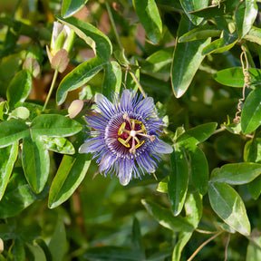 Passiflore Purple rain - Passiflora purple rain - Willemse