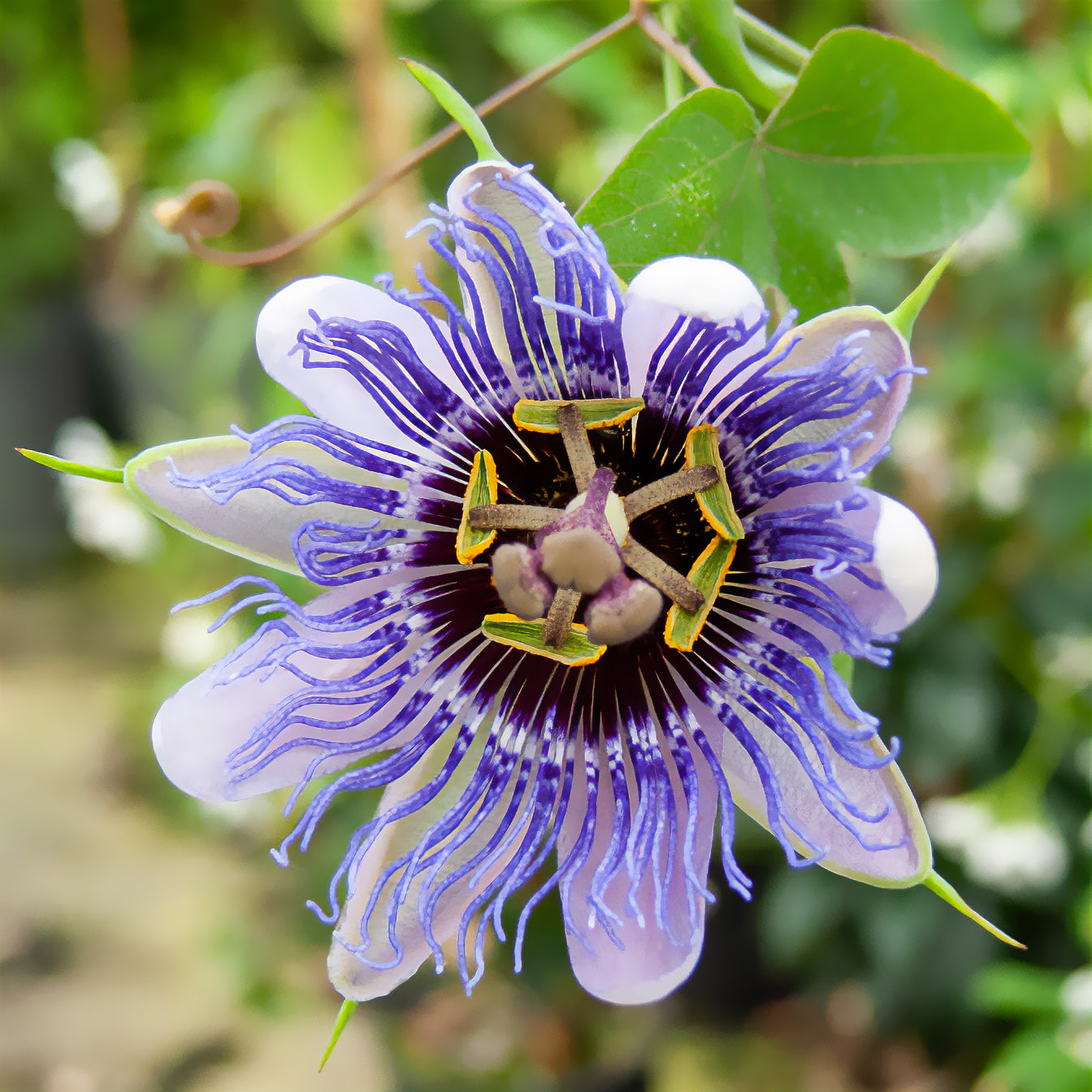 Passiflore Purple rain - Willemse