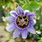 Passiflore Purple rain - Willemse