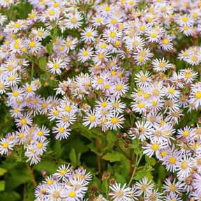 Aster - Aster nain d'Automne Asran - Aster ageratoides Asran