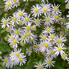 Aster ageratoides Asran - Aster nain d'Automne Asran - Aster