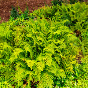 Fougères - Aspidie à cils raides Herrenhausen - Fougère - Polystichum setiferum Herrenhausen