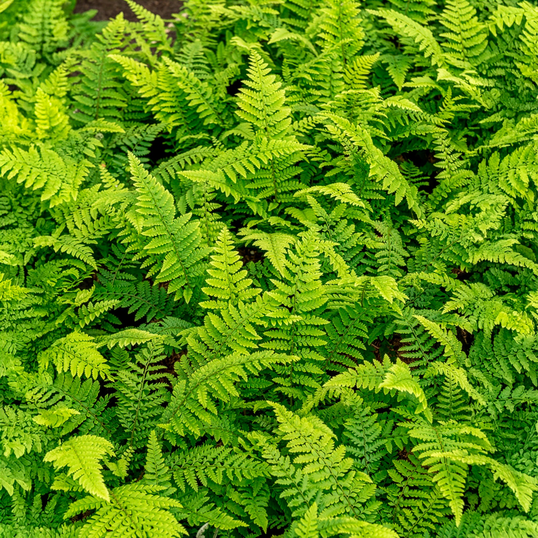 Vente Aspidie à cils raides Herrenhausen - Fougère - Polystichum setiferum Herrenhausen