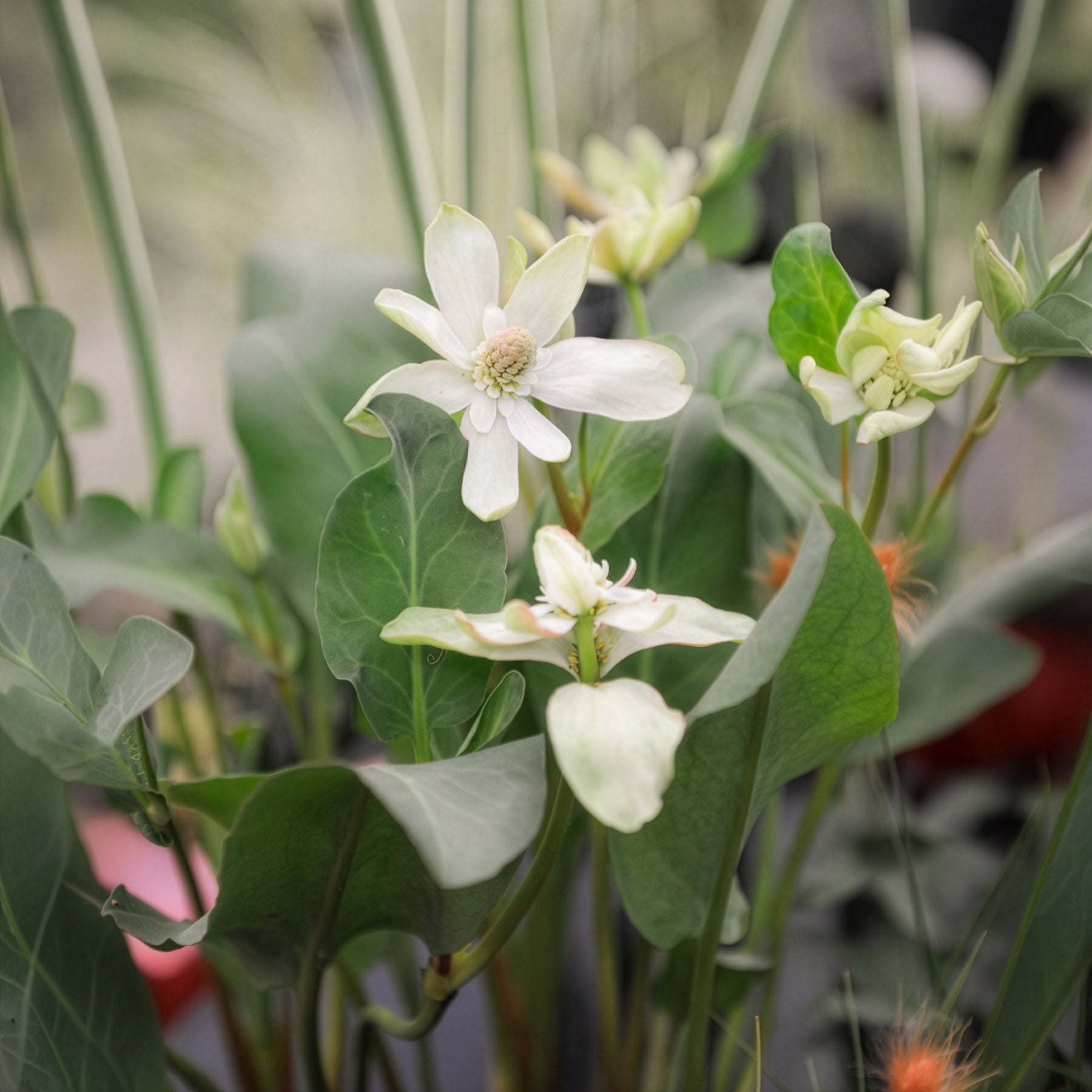 Vente Anémopsis de Californie