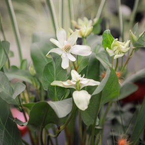 Vente Anémopsis de Californie