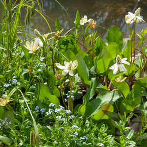 Vente Anémopsis de Californie - Plantes de berges