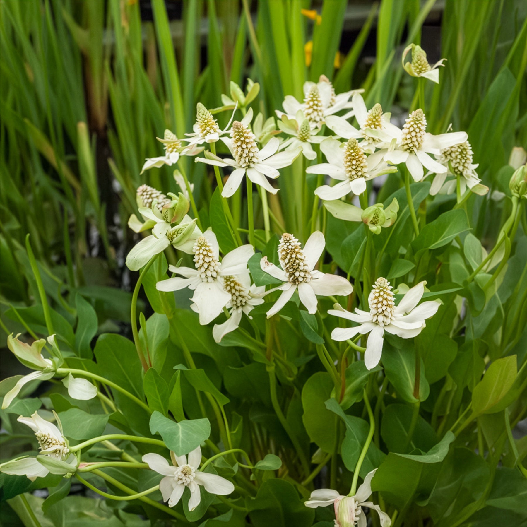 Vente Plantes de berges - Anémopsis de Californie