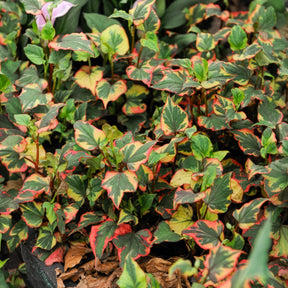 Houttuynia cordata Chameleon - Poivrier de Chine - Willemse