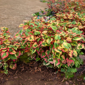 Vente Houttuynia cordata Chameleon