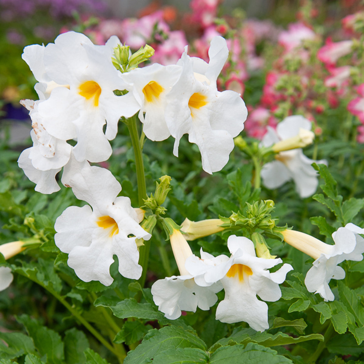 Terreur des taupes blanches et roses - Incarvillea delavayi - Plantes vivaces